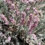 Frankenia corymbosa Flor
