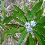 Globularia salicina Flower