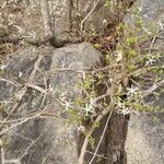 Feretia apodanthera Hoja
