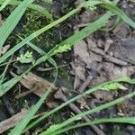 Carex blanda Ffrwyth