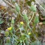 Senecio viscosus आदत