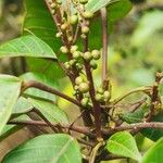 Hancea integrifolia 果實