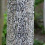 Brachychiton discolor Bark