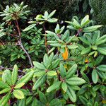 Rhododendron simsii Celota