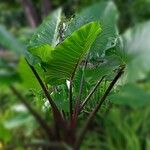 Colocasia esculentaЛисток