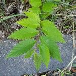 Ulmus americana Листок