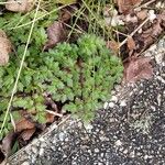 Oenanthe crocata 形態