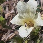 Barleria robertsoniae Flower