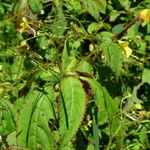 Impatiens racemosa Habit