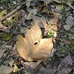 Sterculia apetala Leaf