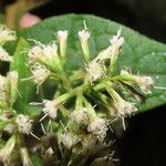 Mikania banisteriae 花