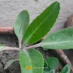 Kalanchoe gastonis-bonnieri List