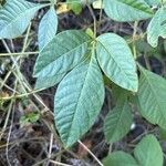 Searsia longipes List