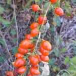 Lycium chinense Fruit