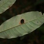 Virola michelii Hoja