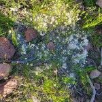 Antennaria parvifolia Квітка