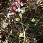 Teucrium divaricatum ശീലം