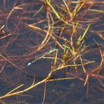 Isolepis fluitans Hoja