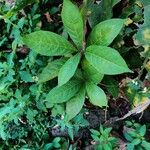 Petiveria alliacea Leaf