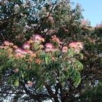 Albizia saman Flors