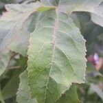 Liquidambar formosana برگ