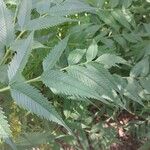 Datisca cannabina Leaf