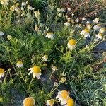 Tripleurospermum maritimum Habitat