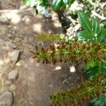 Weinmannia tinctoria Plod