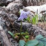 Soldanella alpina花