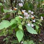 Sparrmannia africana പുഷ്പം
