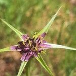 Tragopogon angustifolius 花