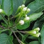 Solanum laxum Flors