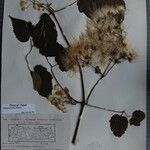 Clematis buchananiana Други