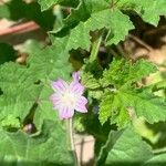 Malva nicaeensis Frunză