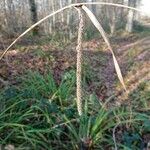 Carex pendula 花