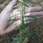 Eupatorium hyssopifolium 叶