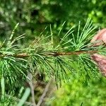 Larix laricina Листок