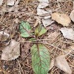 Hieracium venosum Liść