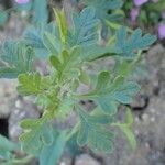 Teucrium botrys Habit