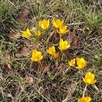 Crocus chrysanthus Συνήθη χαρακτηριστικά