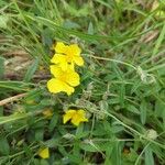 Helianthemum nummulariumBlüte