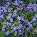 Ageratum houstonianum Συνήθη χαρακτηριστικά