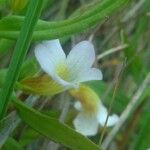 Gratiola officinalis 花