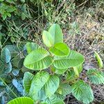 Schinus latifolia Blatt