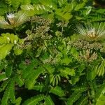 Hydrochorea corymbosa Flower