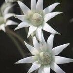 Actinotus helianthi Цветок
