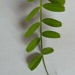 Vicia sativa Leaf