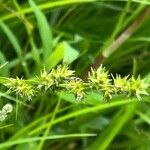 Carex conjuncta Flower