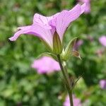 Geranium endressii Λουλούδι