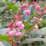 Gaultheria shallon Flower